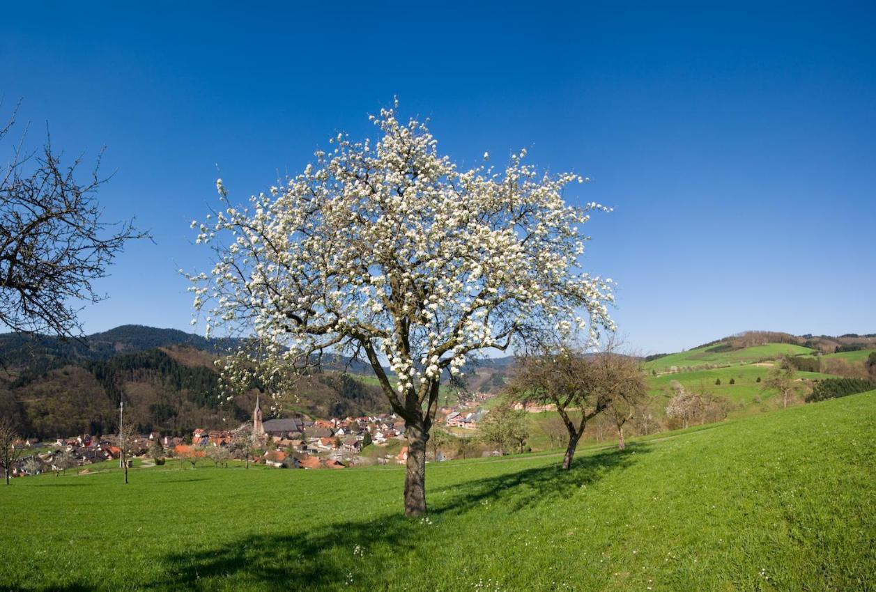 Ferienwohnung Mit Komfort Oberharmersbach Buitenkant foto